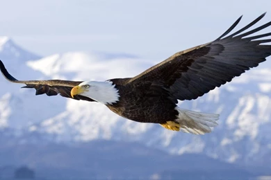 Eagle Wallpapers