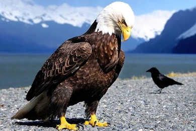 Eagle Wallpapers Free Download. Eagle Wallpapers Download ...