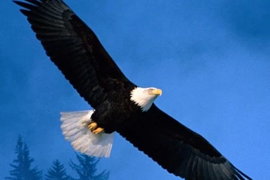 Wallpapers On Computer, You Can Easily Download Images To Your ...