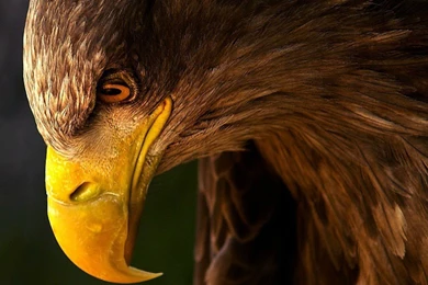 Download Eagle Wallpapers HD Resolution