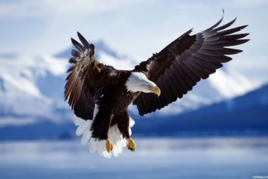 Eagle Wallpapers Hd Hd Wallpapers Eagle Wallpapers Hd Hd Backgrounds ...