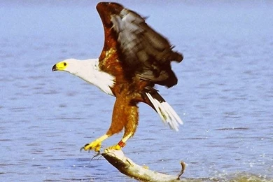 African Fish Eagle WALLPAPER HD