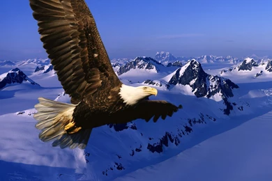 Eagle Wallpapers Free Download. Eagle Wallpapers Download ...