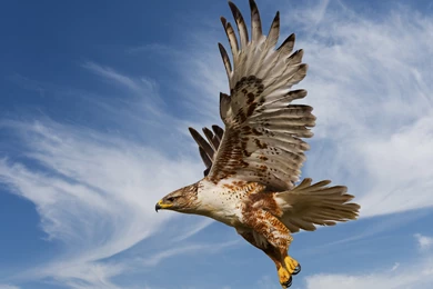 Download Eagle Wallpapers Picture