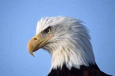 Eagle Wallpapers. Eagle Wallpapers 3d. 1600x1200px