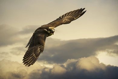 Download Eagle Wallpapers Photo