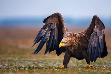 Eagle Face HD Wallpapers In High Resolutions Free Download