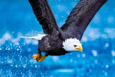Wallpapers Above Is Bald Eagle Flying Wallpapers In Resolution ...