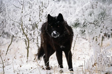 A Selection Of 11 Images Of Animal Wallpapers In HD Quality