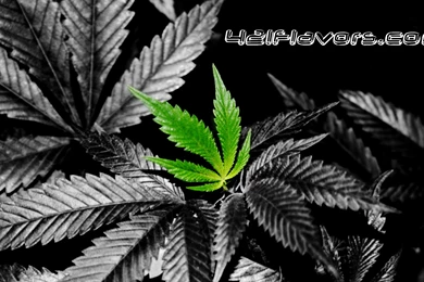 Weed Wallpapers 4d   HD Wallpapers
