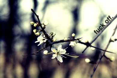 Offensive Wallpapers – Fuck Off