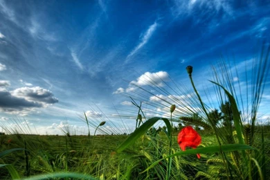 Hd Wallpapers Red Poppy On A Green Field 5120x3200 : Wallpapers13.com