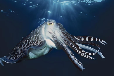 Cuttlefish Wallpapers   Wallpapers Cave