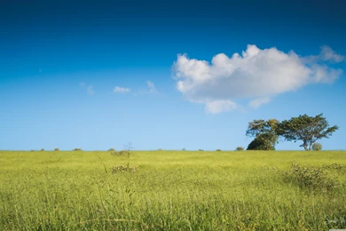 Grass Wallpapers Full HD [5120x3200]   Free Wallpapers Full Hd 1080p ...