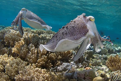 Cuttlefish Jan Wallpapers   HD Wallpaper Backgrounds Of Your Choice