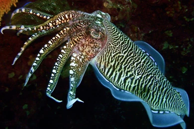 Cuttlefish 1920x1080px