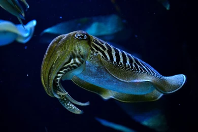 Cuttlefish By PandaWantCupcake On DeviantArt