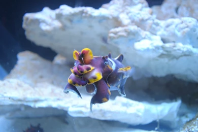 Flamboyant Cuttlefish Wallpapers 4K   Imgur