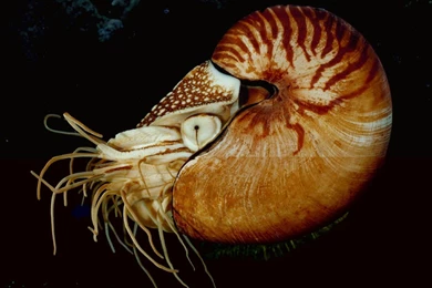 Desktop Wallpapers · Gallery · Animals · Cuttlefish