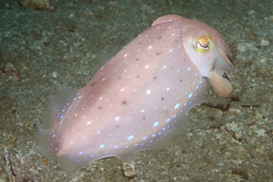 Cephalopod (Octopus, Squid, Cuttlefish) Wallpapers