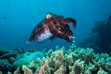 Your Weird Animal Questions Answered