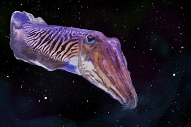 Birthday Cuttlefish By SunStateGalleries On DeviantArt