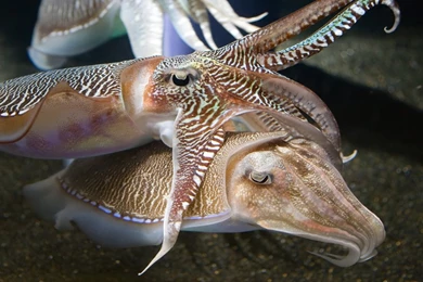 Top Cuttlefish Wallpapers Wallpapers