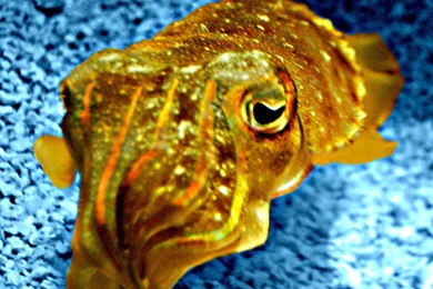 Cuttlefish, Cuddlefish By Faerie  moon On DeviantArt