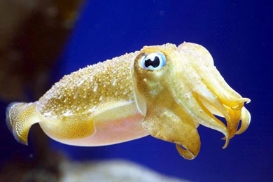 Cuttlefish « "OCEAN TREASURES" Memorial Library
