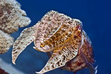 Cuttlefish