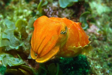 The Daily Cephalopost (realmonstrosities: Reaper Cuttlefish ...