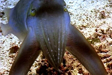 Colorful Cuttlefish And Their Creative Camouflage   No Bones