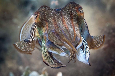 Cuttlefish Wallpapers
