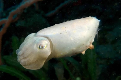 Reef Cuttlefish/Broadclub Cuttlefishes (Sepia Latimanus ...