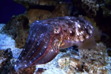 TheLowBloodPrincess (Feferi Nitram)   DeviantArt