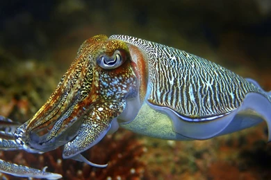 Cuttlefish Underwater World Desktop Wallpapers Hd For Mobile Phones ...