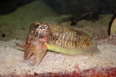 Baby Cuttlefish Wallpapers   Android Apps And Tests   AndroidPIT