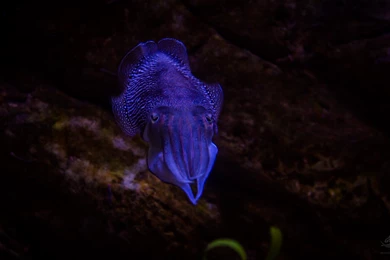 Cuttlefish – Seaunseen