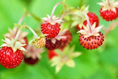 Cute Strawberry Wallpapers