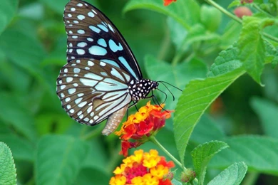 Butterfly Desktop Wallpapers Hd Free Download   Wallpapers