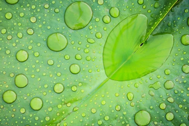 Drops Lotus Theme Wallpapers, HD Wallpapers Downloads