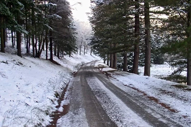 Wallpapers Of A Snowy Pine Forest In Winter
