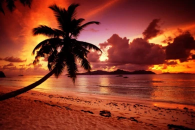 Tropical Beach Paradise Sunset   Wallpaper.