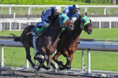 Horse Pictures Images Wallpapers Photos 2013: Race Horse Pictures ...