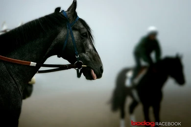 Black Race Horse Wallpapers