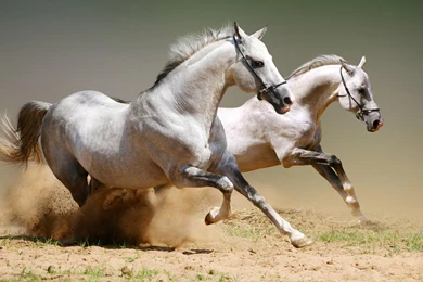 The White Horse Race Animal World Series Wallpapers   1200x900 ...