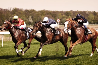 Horse Race Wallpapers