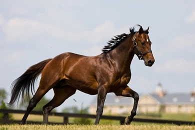 Thoroughbred Horse Wallpapers