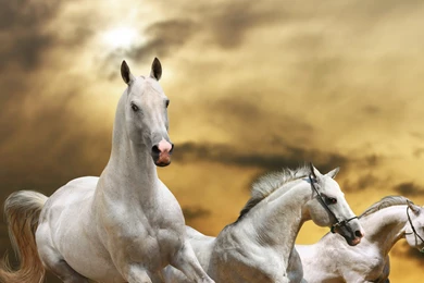 Download Wallpapers 3840x2160 Horse, Race, Freedom, Grass, Dust ...