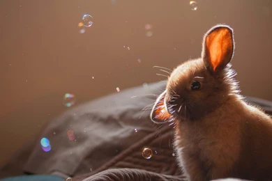 Bunny Wallpapers HD